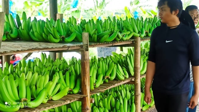 Usahanya Terus Berkembang, Ini Cerita Klaster Pisang Cavendish di Pasuruan